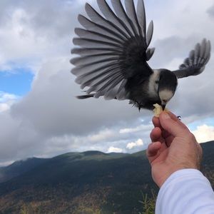 Meet your Posher, Wayne